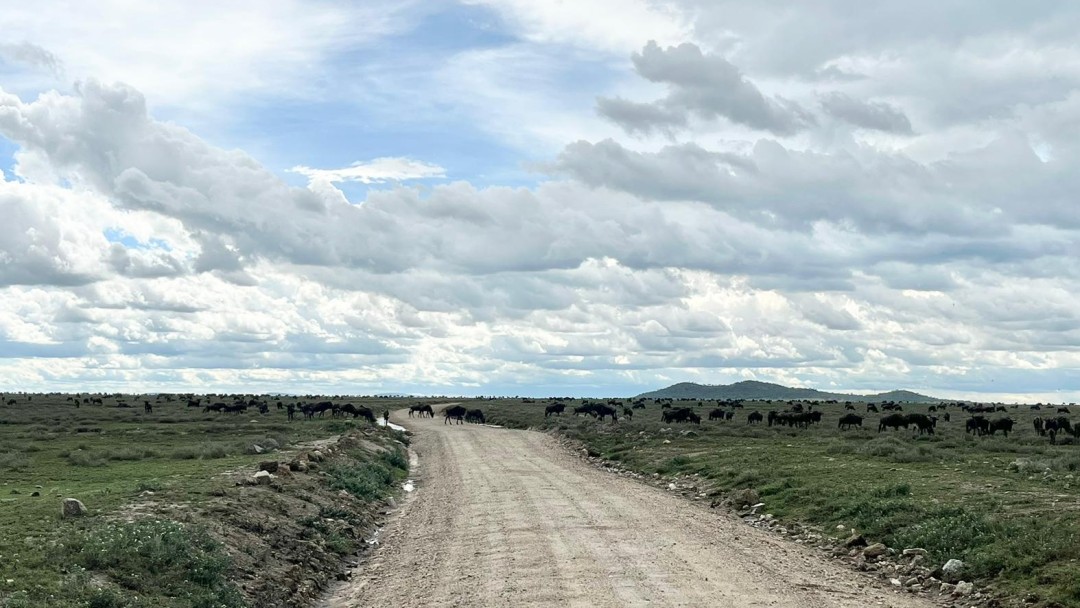 Gnus überqueren eine Piste