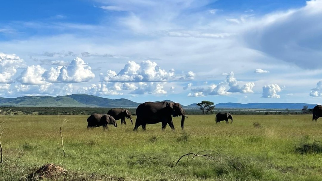 Elephants in the national park