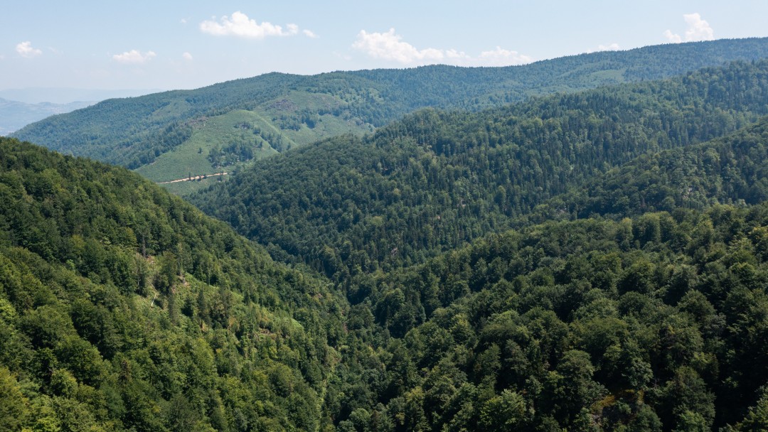 Forest-covered mountains