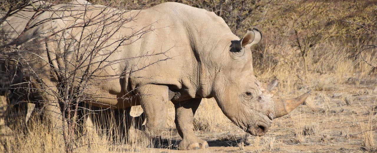 Rhinoceros grazing in the savannah