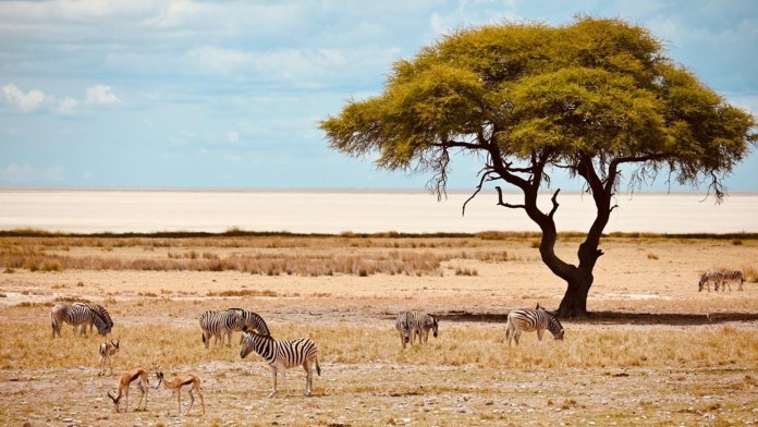 Zebras grazing in the savannah