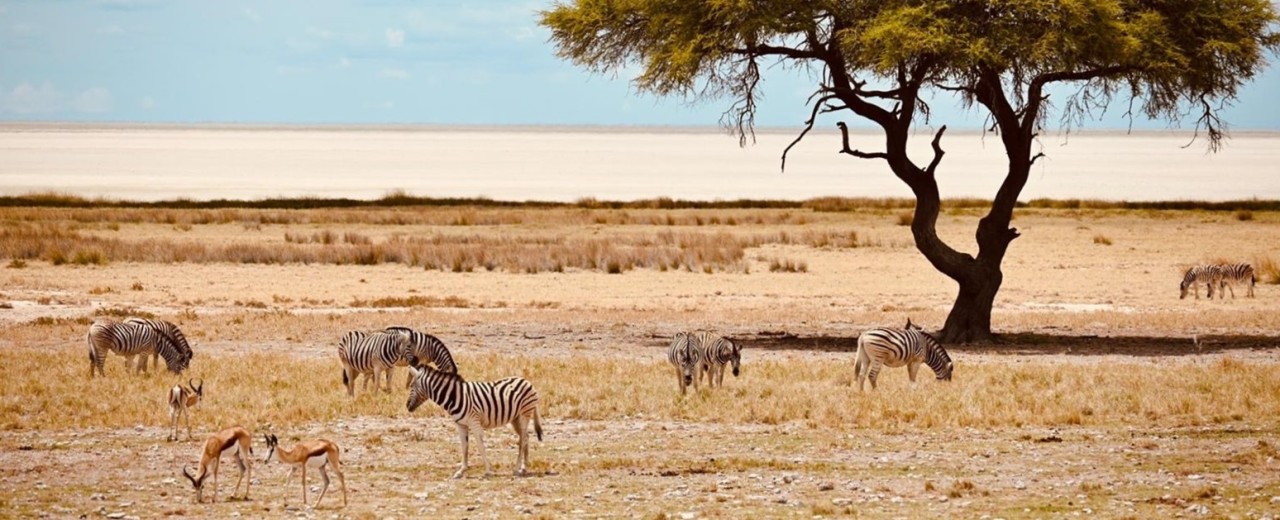 Zebras and springboks under a tree in the savannah