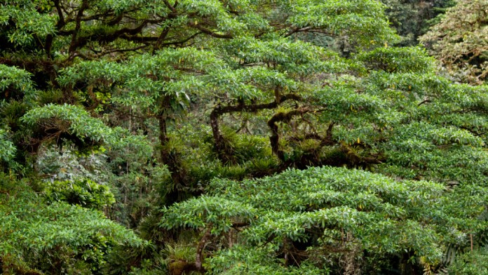 Forest in Costa Rica