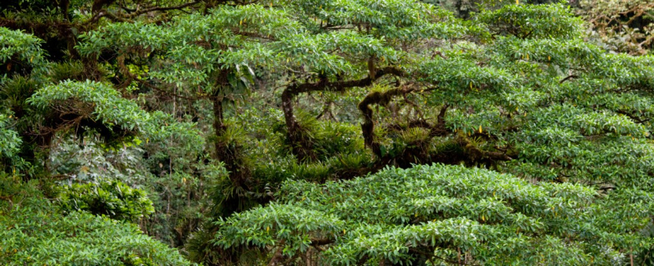 Photographs of a forest landscape in Costa Rica