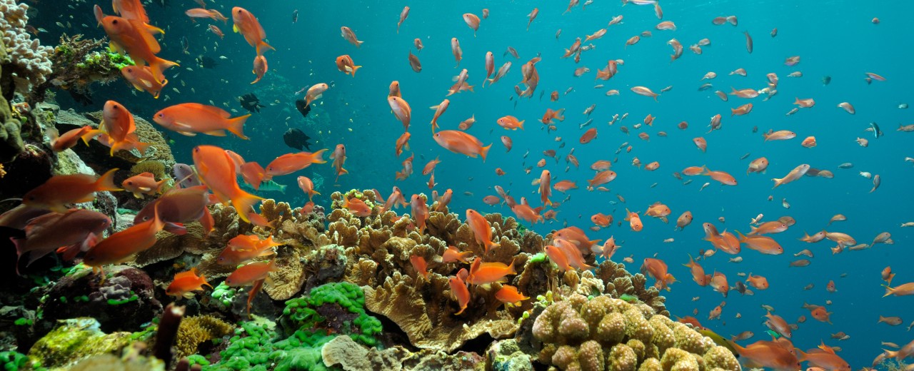 Fahnenbarsche über einem Korallenriff 