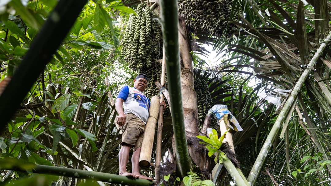 Ein Indonesier ernetet den Enau-Baum