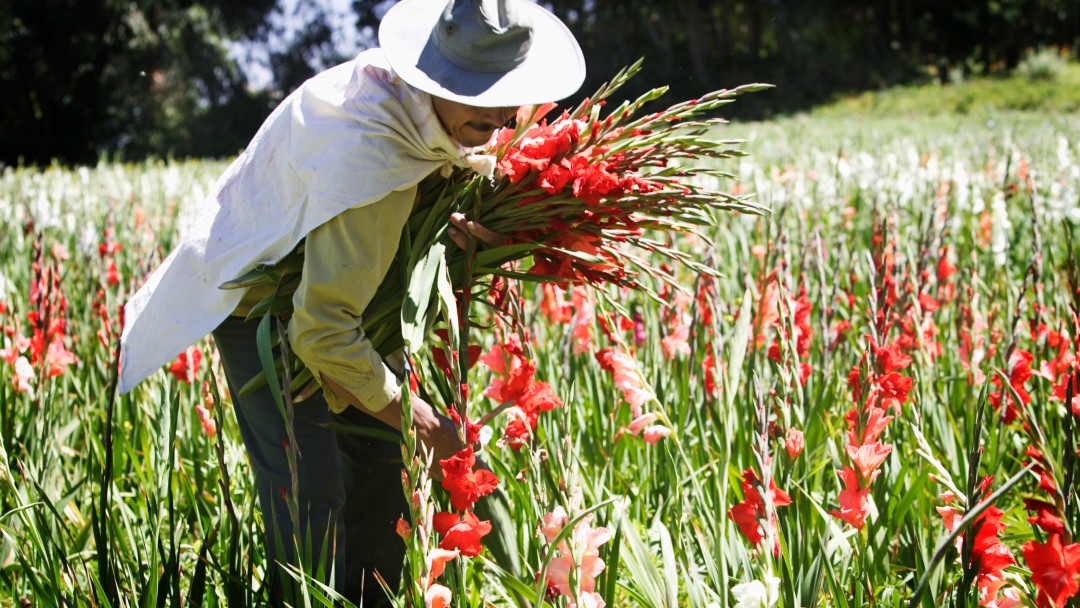 Ein Mann steht in einem Tulpenfeld und sammelt Tulpen ein, in seinem Arm hat er einen Strauß Blumen gesammelt