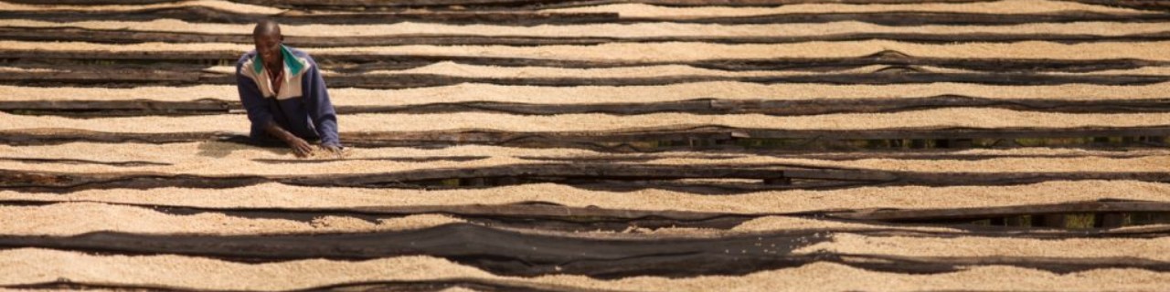 A man controlls the coffeebeans that are drying on tables