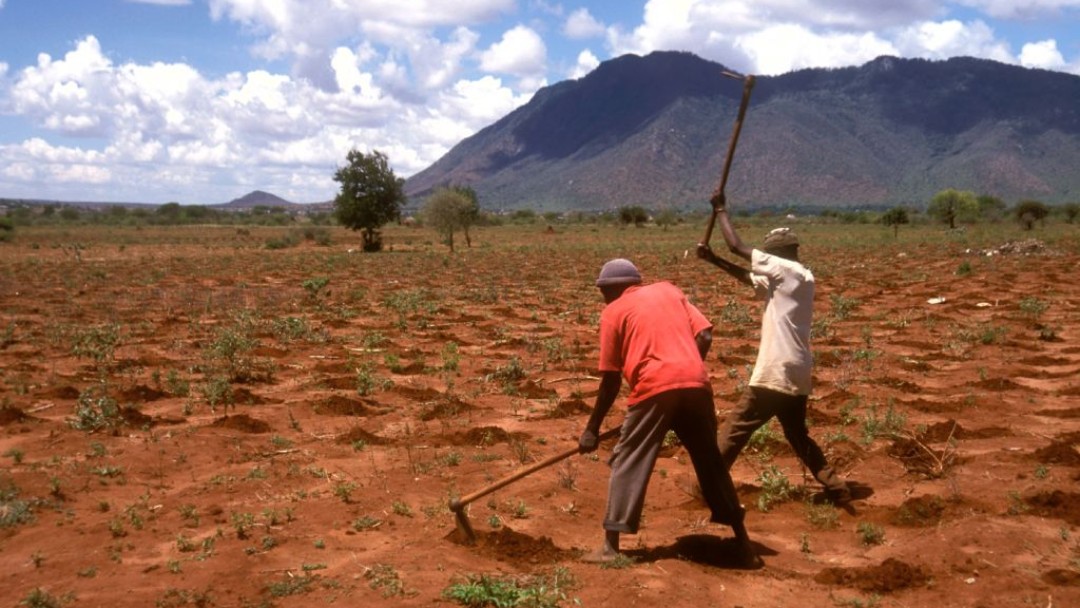 Two farmers cultivating a field. 