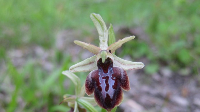 Seltene Orchideenart 