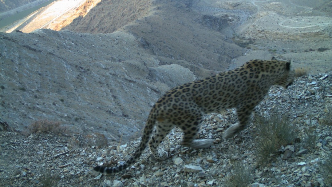 Nahaufnahme eines kaukasischen Leoparden