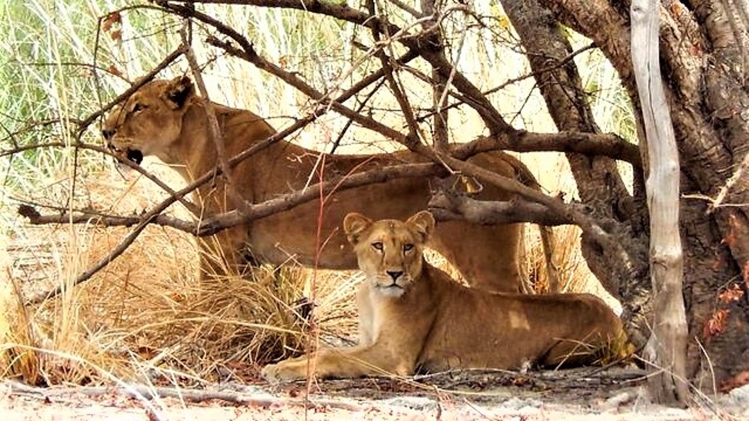 Two lions the bushes 