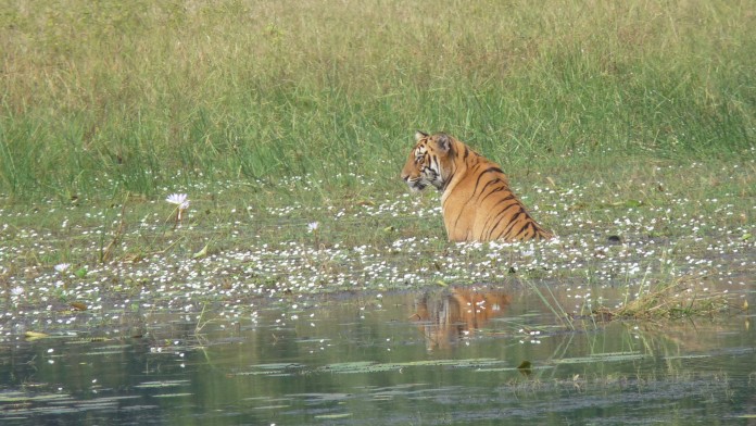 Tiger im Wasser sitzend