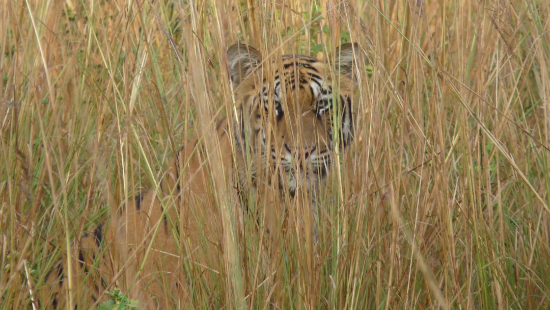 Tiger versteckt im trockenen Gras