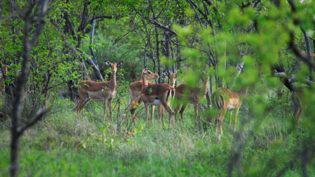 Group of Impalas