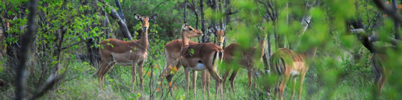 Gruppe von Impalas im Wald