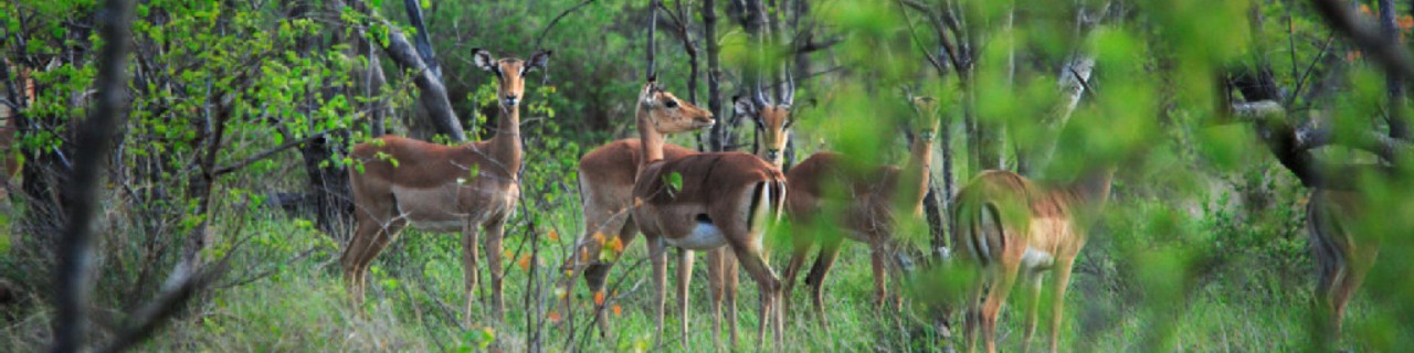 Group of Impalas 