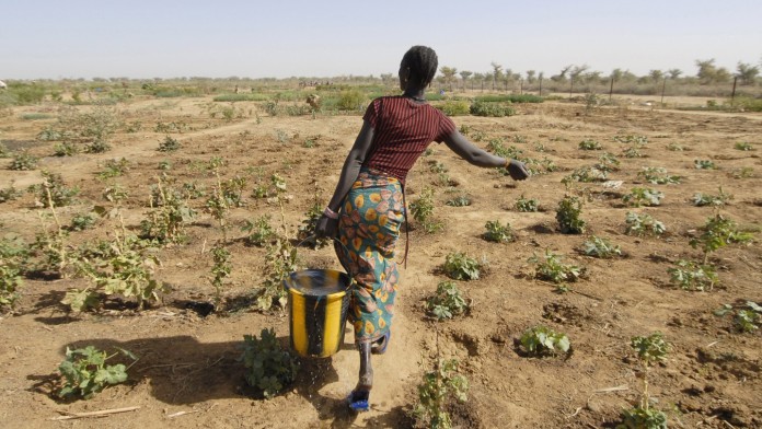 A young African woman carries a full water bucket to the field to water the plants.