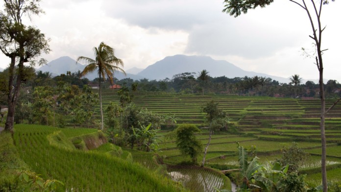View of green rice terraces. Mountains can be seen in the background.
