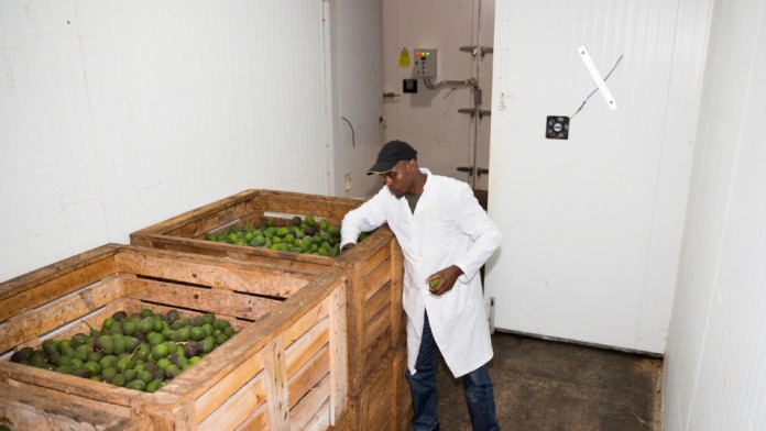 A man stands next to boxes of avocados in a cold storage room at the Olivado factory in Thika.
