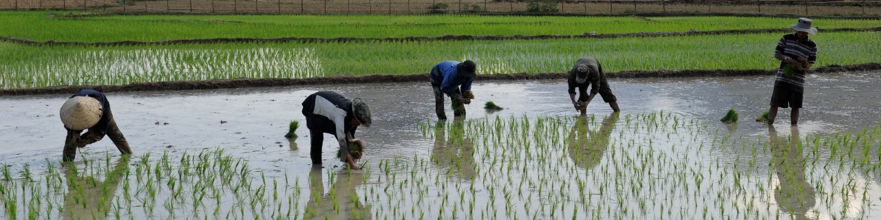 Farmers working on a rice field