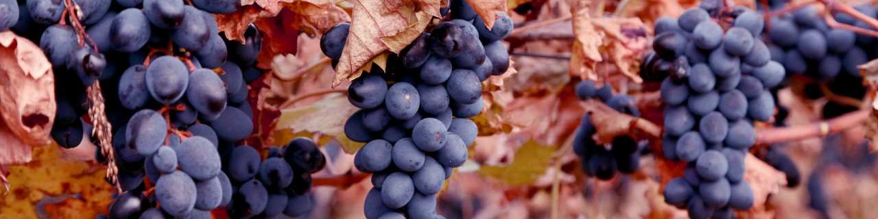 Ripe grapes in Moldova