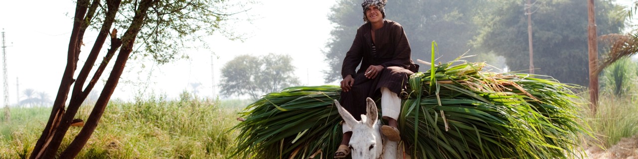 Eine Person sitzt auf einem Esel und transportiert Waren