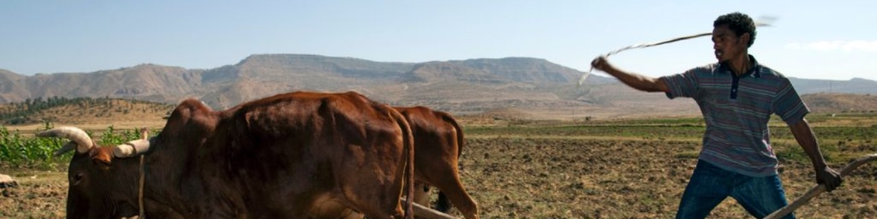 A farmer is plowing the land with two bullocks.