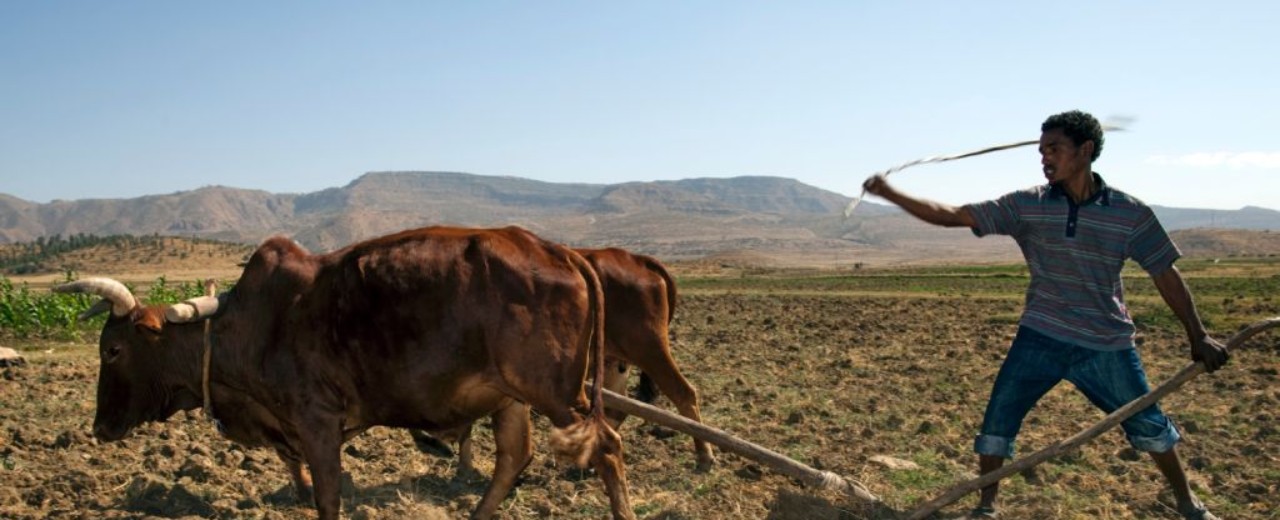 Ein Bauer pflügt ein Feld mit zwei Ochsen