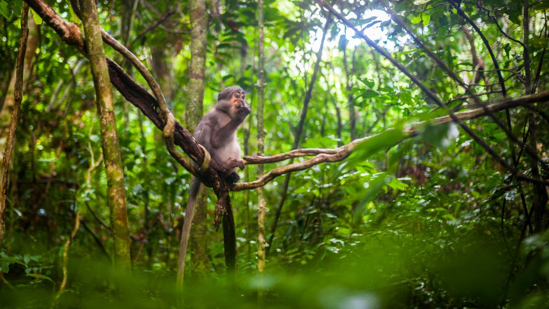 Ein Affe sitzt im Baum des Tai National Parks