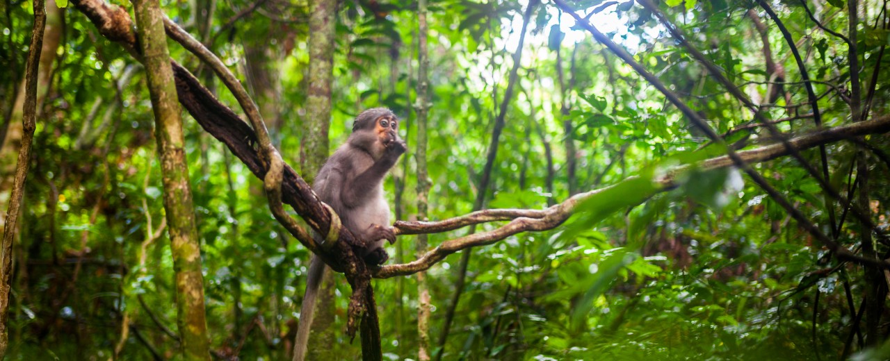 Ein Affe sitzt im Baum des Tai National Parks