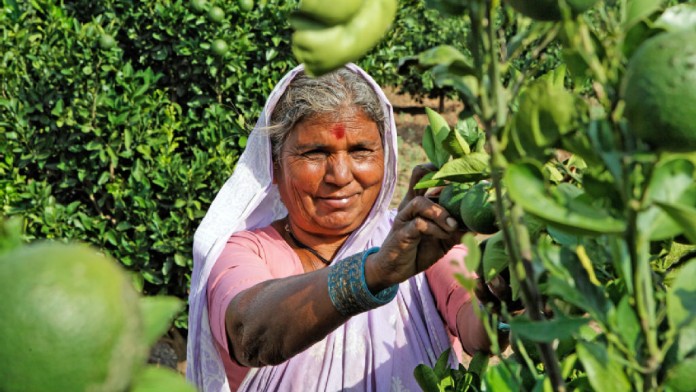 An Indian farmer harvests the fruits from a tree