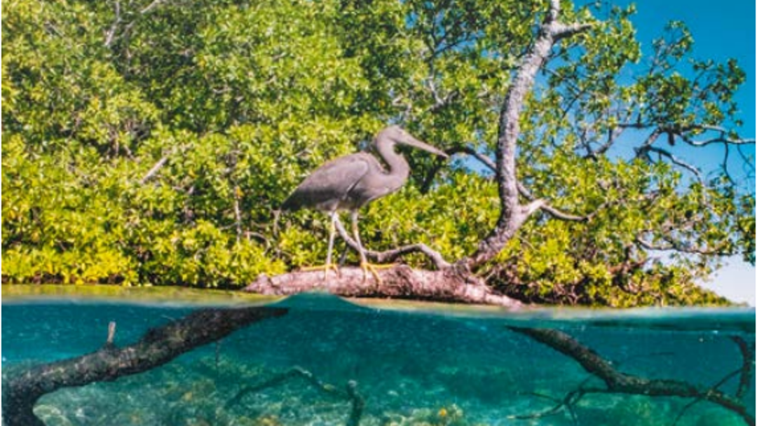 Mangrovenwald im Wasser