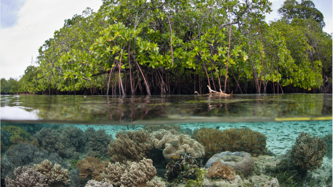 Mangrove forest in water