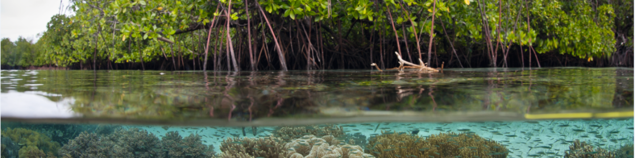 Mangrove forest in water