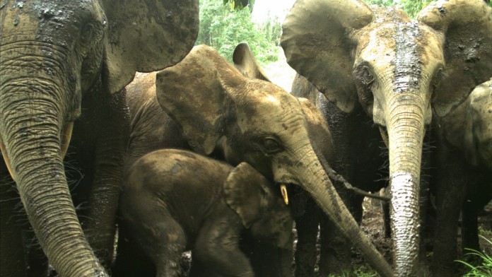 Elefanten stehen eng zusammen