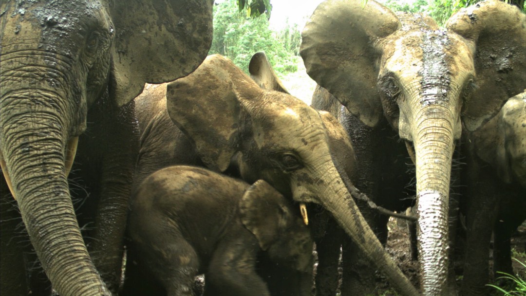 elephants standing next to each other