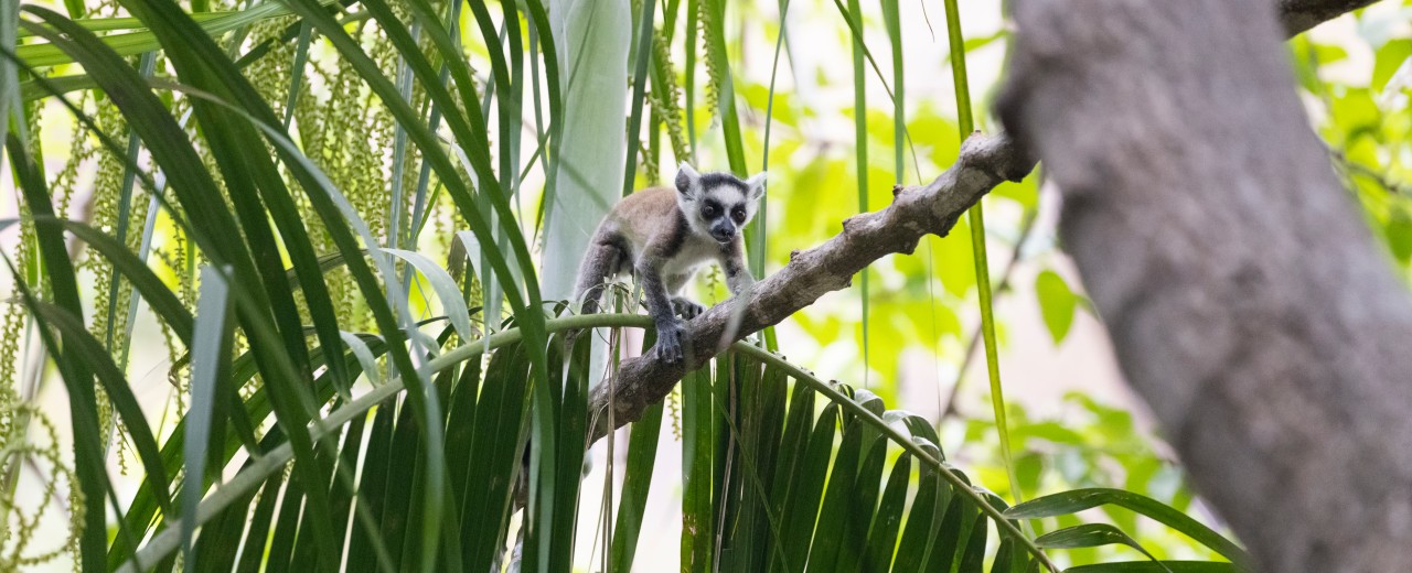 Lemur läuft auf einem Ast entlang