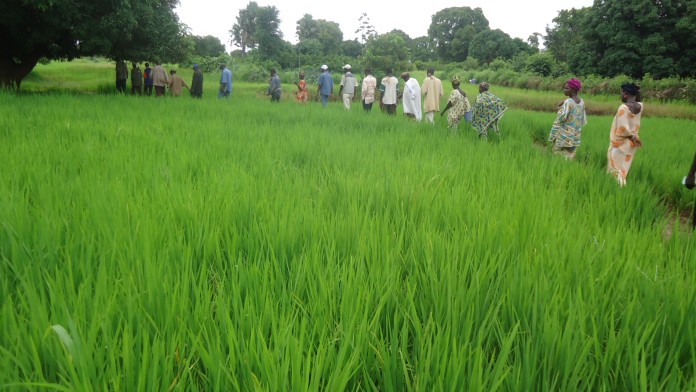 Several people running across a field