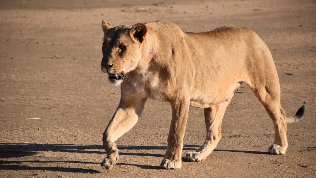 Lioness running through the desert