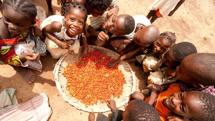Children squatting around a large bowl of cocoa beans