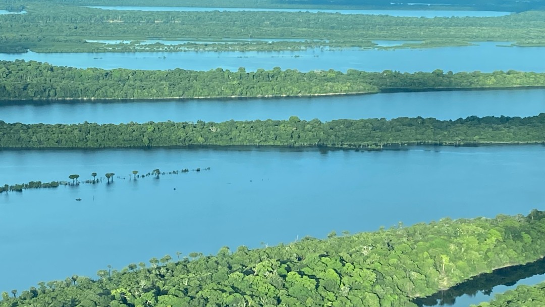 Regenwald in Brasilien