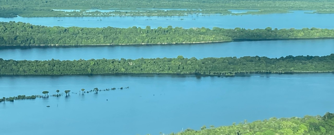 Regenwald in Brasilien