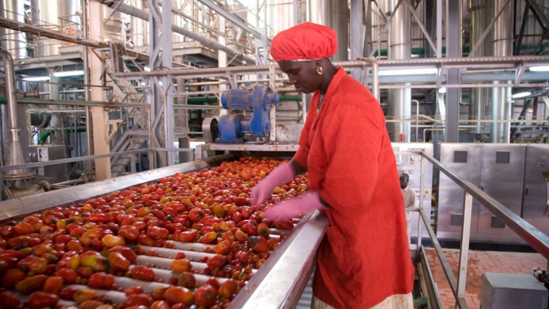 Mitarbeiterin einer Tomatenfabrik sortiert am Fließband Tomaten aus