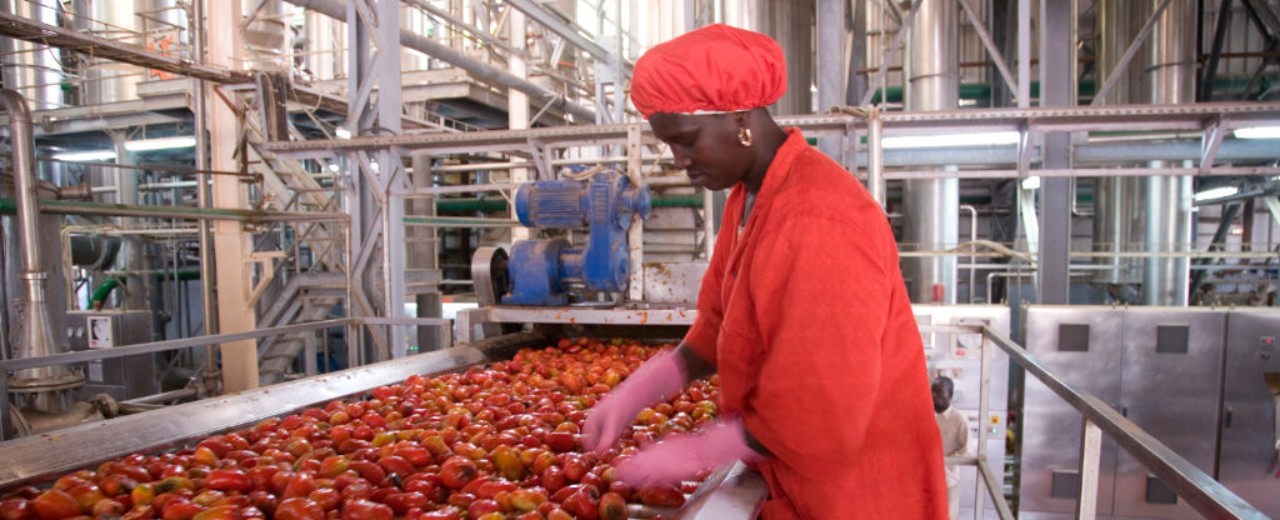 Mitarbeiterin einer Tomatenfabrik sortiert am Fließband Tomaten aus
