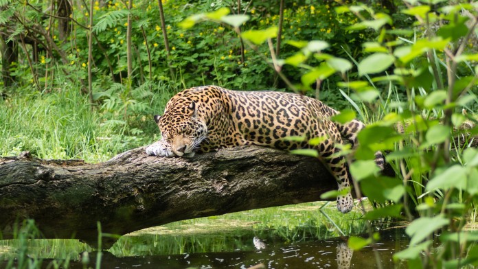 A sleeping jaguar