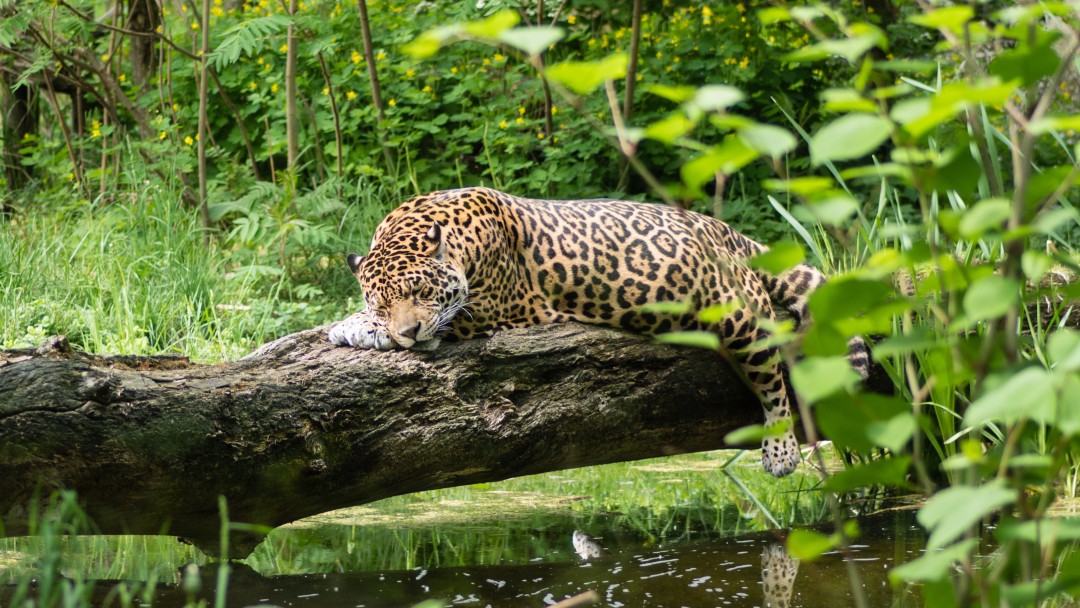 Ein schlafender Jaguar 