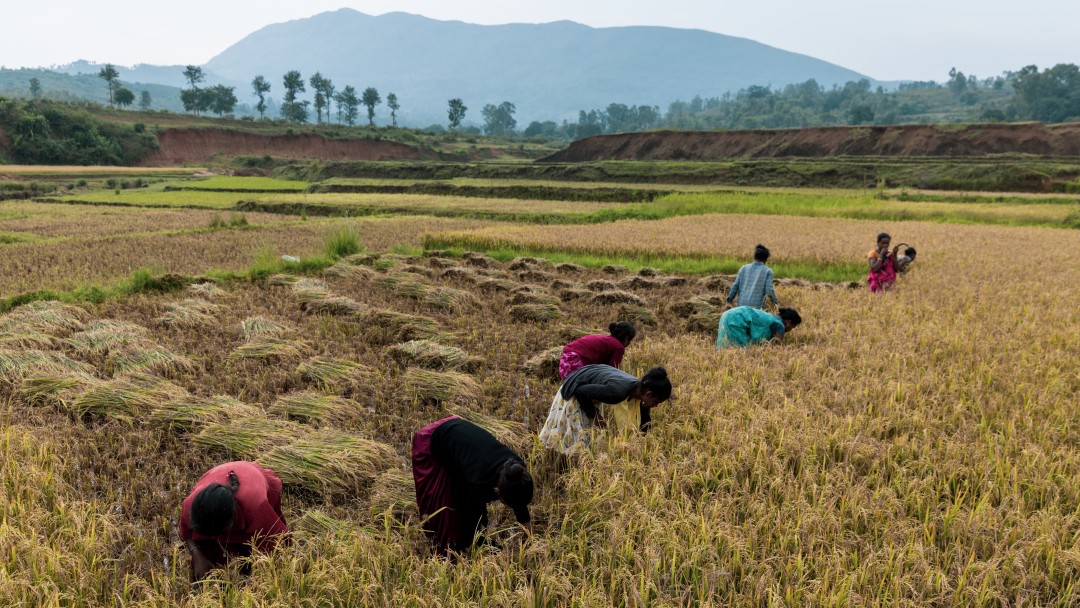 Multiple women working in a field.