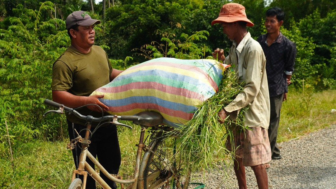Sau Phon sammelt Futter für sein Vieh auf seinem Fahrrad