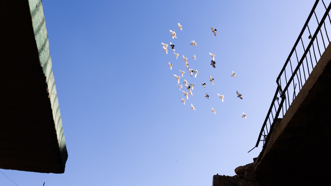 Birds fly across the sky